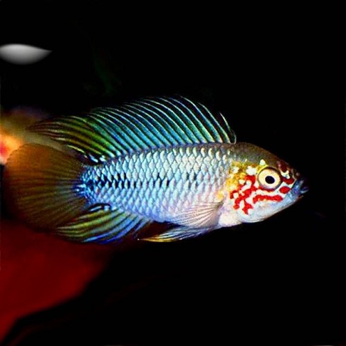 Apistogramma borelli opal ML
